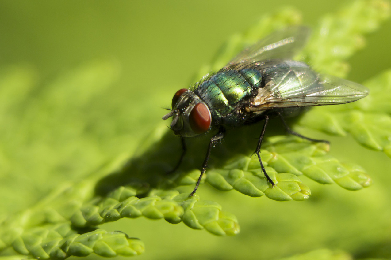 ZVUČI NEVEROVATNO, ALI RADI! Kako trik sa vodom tera muve - uradite OVO uveče, ujutru ih neće biti!