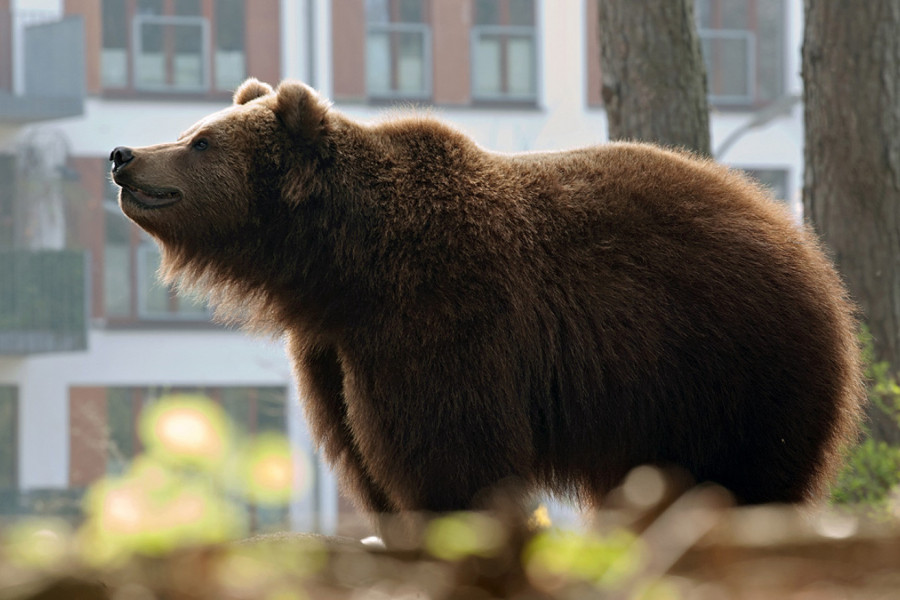 VIRALAN SNIMAK SE ŠIRI - LJUDI TRLJAJU OČI U NEVERICI: Nije slučajnost, ovo je nateralo medveda da siđe među ljude i to u školsko dvorište! (VIDEO)
