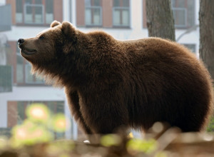 VIRALAN SNIMAK SE ŠIRI - LJUDI TRLJAJU OČI U NEVERICI: Nije slučajnost, ovo je nateralo medveda da siđe među ljude i to u školsko dvorište! (VIDEO)
