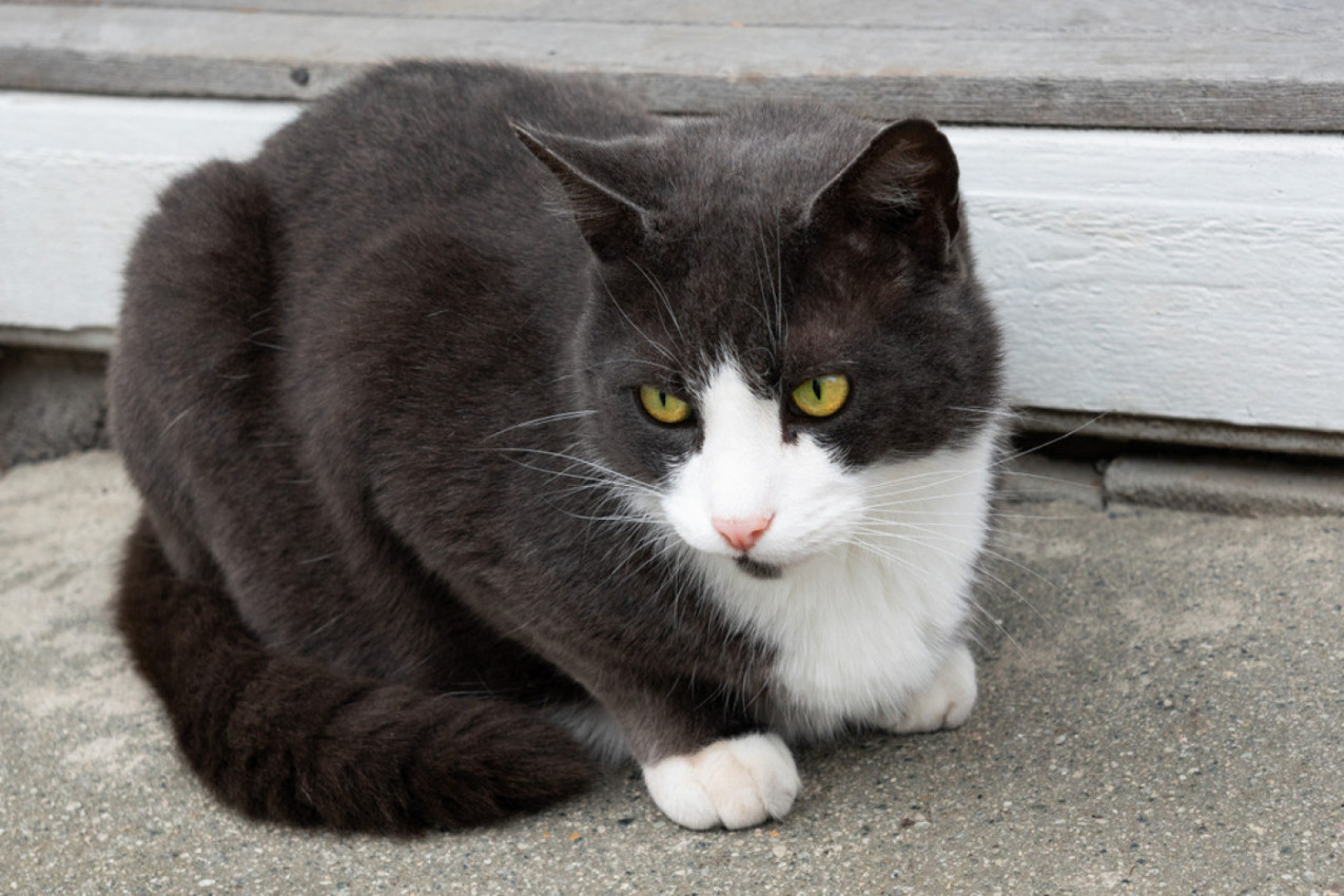 MAČAK JE MIRNO SEDEO ISPRED VRATA KAD SE POJAVILA ZVER: Ljudi u neverici gledali snimak - da li je ovo moguće? (VIDEO)