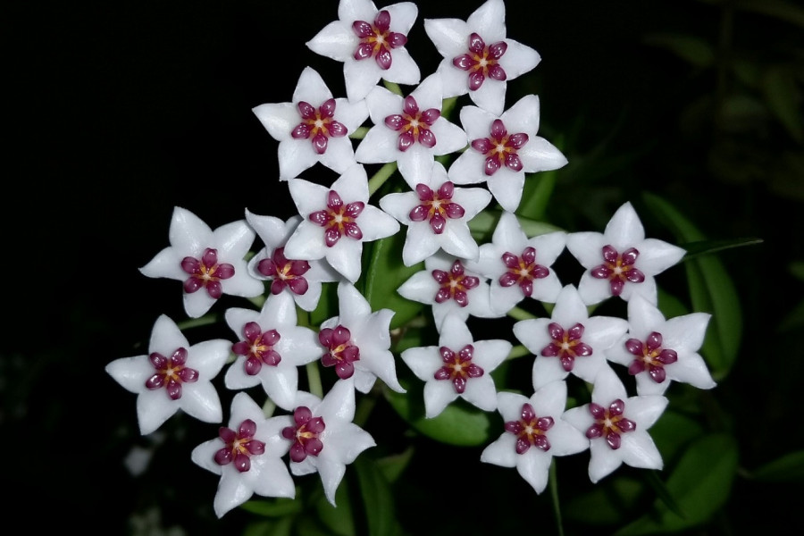 CVETOVE OVE BILJKE ZOVU ISUSOVE SUZE: Smatra se da u dom donosi mir, ljubav i blagostanje