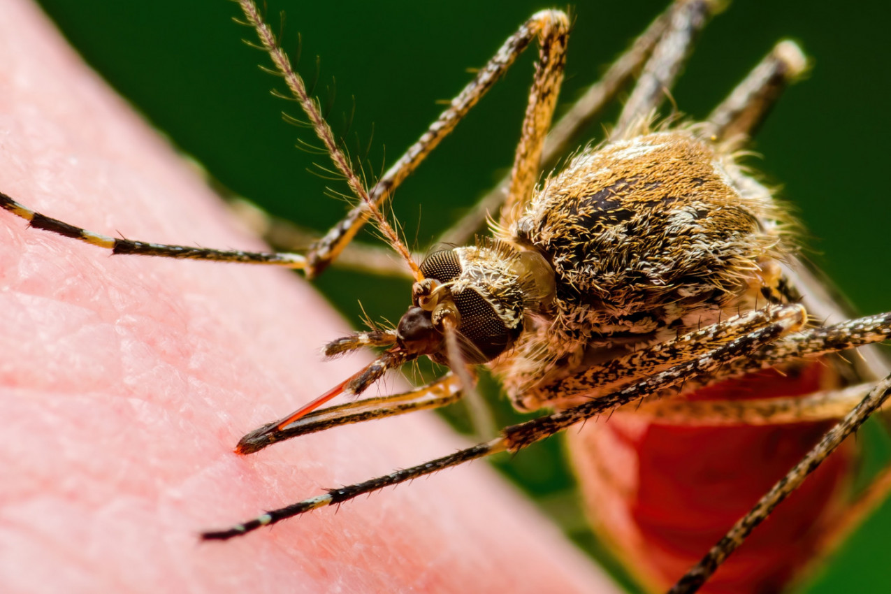 ZAŠTO NAS UJEDAJU SAMO ŽENKE KOMARCA, KOLIKO ONE ŽIVE I KOLIKO KRVI NAM UZMU SVAKIM UBODOM: Zapanjujući podaci o krvopijama koje nas muče ceo život!