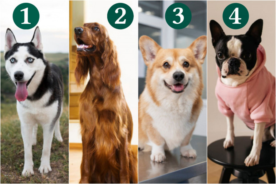 TEST LIČNOSTI: Odaberite psa sa slike koji vam se najviše sviđa i saznajte zbog čega ste drugačiji od drugih