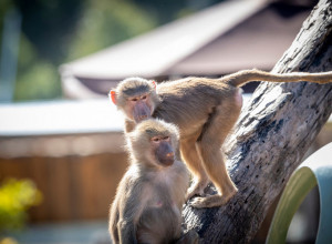 MAJMUN-PROVALNIK NAPRAVIO HAOS U HOTELU, EVO KAKO JE IZGLEDAO BLISKI SUSRET S LOPOVOM: Ona nije znala da li da vrišti od straha ili se smeje (VIDEO)