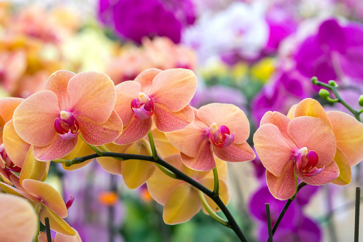 GREŠKA KOJU PRAVI 90 ODSTO LJUDI ZBOG ČEGA IM ORHIDEJE TRULE I VENU: Evo šta morate odmah da uradite da biste ih oživeli