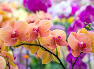 GREŠKA KOJU PRAVI 90 ODSTO LJUDI ZBOG ČEGA IM ORHIDEJE TRULE I VENU: Evo šta morate odmah da uradite da biste ih oživeli