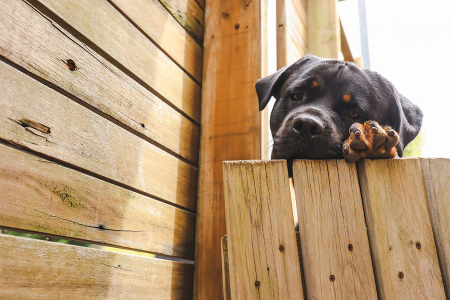 PAS JE SVAKOG DANA DOBIJAO POSLASTICU OD PRVE KOMŠINICE: Njegova reakcija na njenu smrt ostavila je bez reči milione (VIDEO)