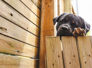 PAS JE SVAKOG DANA DOBIJAO POSLASTICU OD PRVE KOMŠINICE: Njegova reakcija na njenu smrt ostavila je bez reči milione (VIDEO)