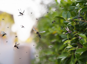 ŠTA DA RADITE KAD VAS NAPADNE ROJ KOMARACA, SUPER TRIK SA KAFOM JE VAŠ SPAS: Jednu stvar morate prvo da uradite, ona je KLJUČNA!