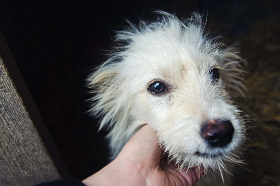 IZ NAPUŠTENE KUĆE NOĆIMA SU SE ČULI ČUDNI ZVUCI: Kad su ušli unutra pronašli su psa, njegova reakcija slama srce! (VIDEO)