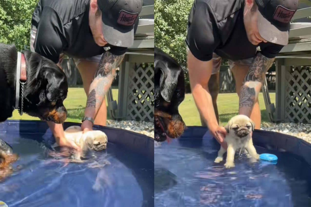 MOPS SE MUČIO DA PLIVA: A onda je u bazen uleteo rotvajler i učinio je nešto zbog čega su milioni šokirani (VIDEO)