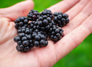 OVO VOĆE UBIJA BAKTERIJE IZ USTA, PREPUNO JE VITAMINA K I C: Poboljšava i zdravlje mozga, a svuda je dostupno