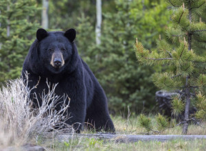 SCENA KOJA JE ZAPANJILA LJUDE: Medved se ušunjao u kuću, a onda je naleteo na njega i brže-bolje pobegao! (VIDEO)