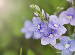 TRAVAR MOMČILO ANTONIJEVIĆ HVALI OVU BILJKU: Raste svuda oko nas, a niste ni znali da se već vekovima koristi u tradicionalnoj medicini!