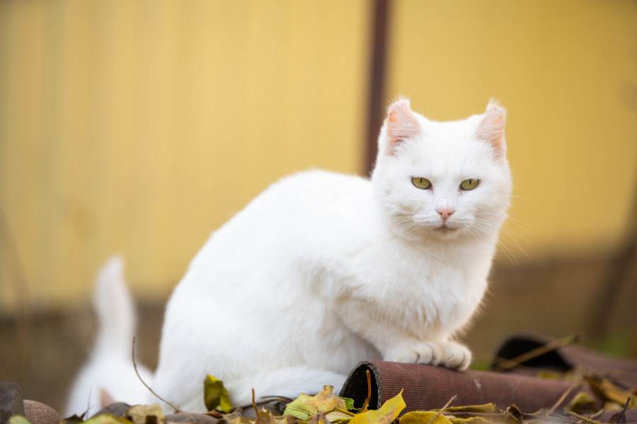 OBIČNO SUJEVERJE ILI JAKA INTUICIJA, ŠTA ZNAČI KADA VAM BELA MAČKA PREĐE PUT: Zbog čega je dobro da zastanete na trenutak!