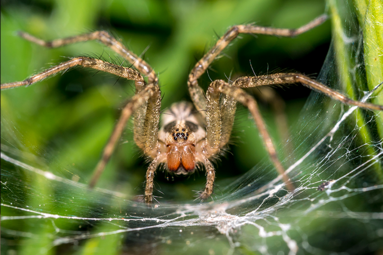 ZA SVE KOJI SE PLAŠE PAUKOVA, POČINJE NAJGORI MESEC U GODINI: Evo kako da sprečite invaziju ovih insekata!