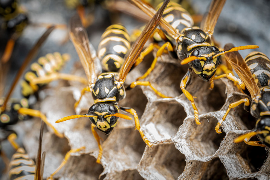 BAŠTOVAN OTKRIO KAKO DA NAPRAVITE NAJBOLJU ZAMKU ZA OSE! Provereno deluje, pravi se od 4 kuhinjska sastojka (VIDEO)