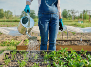 PROVERENI TRIK BAŠTOVANA: Samo jedan neobičan sastojak može da spase vašu baštu suše!