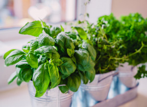 Začin koji je mnogo  više od dekoracije: 5 razloga da sve obroke začinite bosiljkom