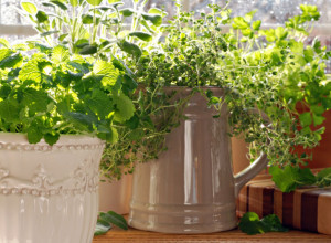 SVE ŠTO VAM TREBA JE JEDNA GRANČICA I MALO VODE: Nikad lakši uzgoj ovog važnog i lekovitog bilja!