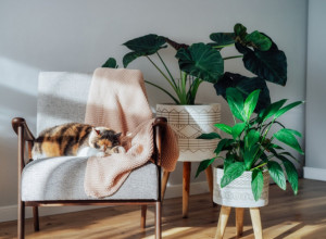 OVE SOBNE BILJKE MOGU DA OTRUJU VAŠEG LJUBIMCA: Izgledaju prelepo, ali kriju veliku opasnost - odmah ih izbacite iz kuće!