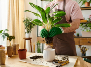 KAKO PREPOZNATI DA BILJCI TREBA VEĆA SAKSIJA: Ovo je 5 jasnih znakova da "pati" i da je stisnuta!