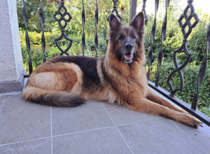 VUČJAK SE ODMARAO NA TERASI KAD JE IZGUBIO TLO POD NOGAMA: Sekunde su ga delile od fatalnog ishoda, gledaoci ubrzavaju snimak u strahu! (VIDEO)