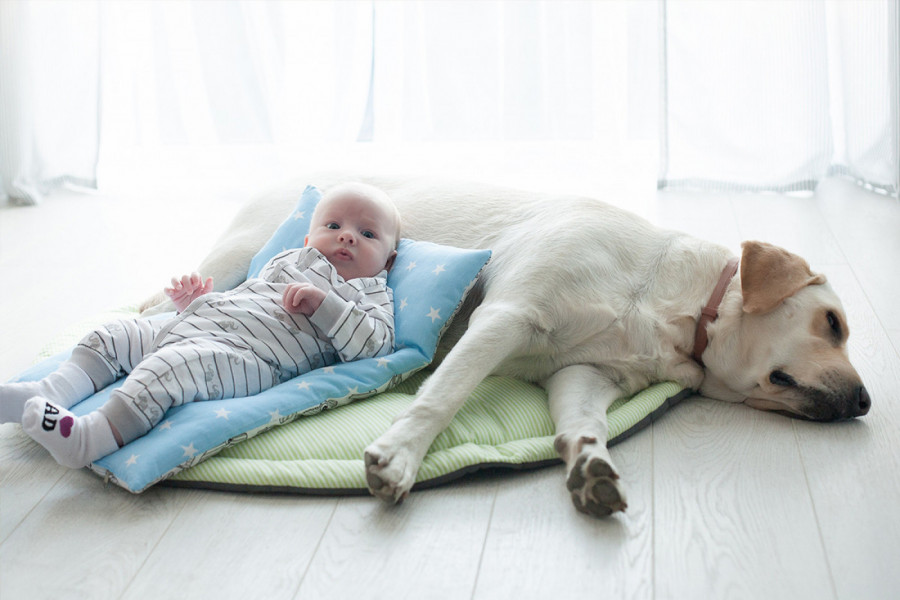 MAJKA JE OSTAVILA BEBE, A ONDA JE U KREVET USKOČIO PAS: Ljudi u neverici, kućna kamera sve zabeležila - snimak koji je videlo 9,5 miliona ljudi! (VIDEO)