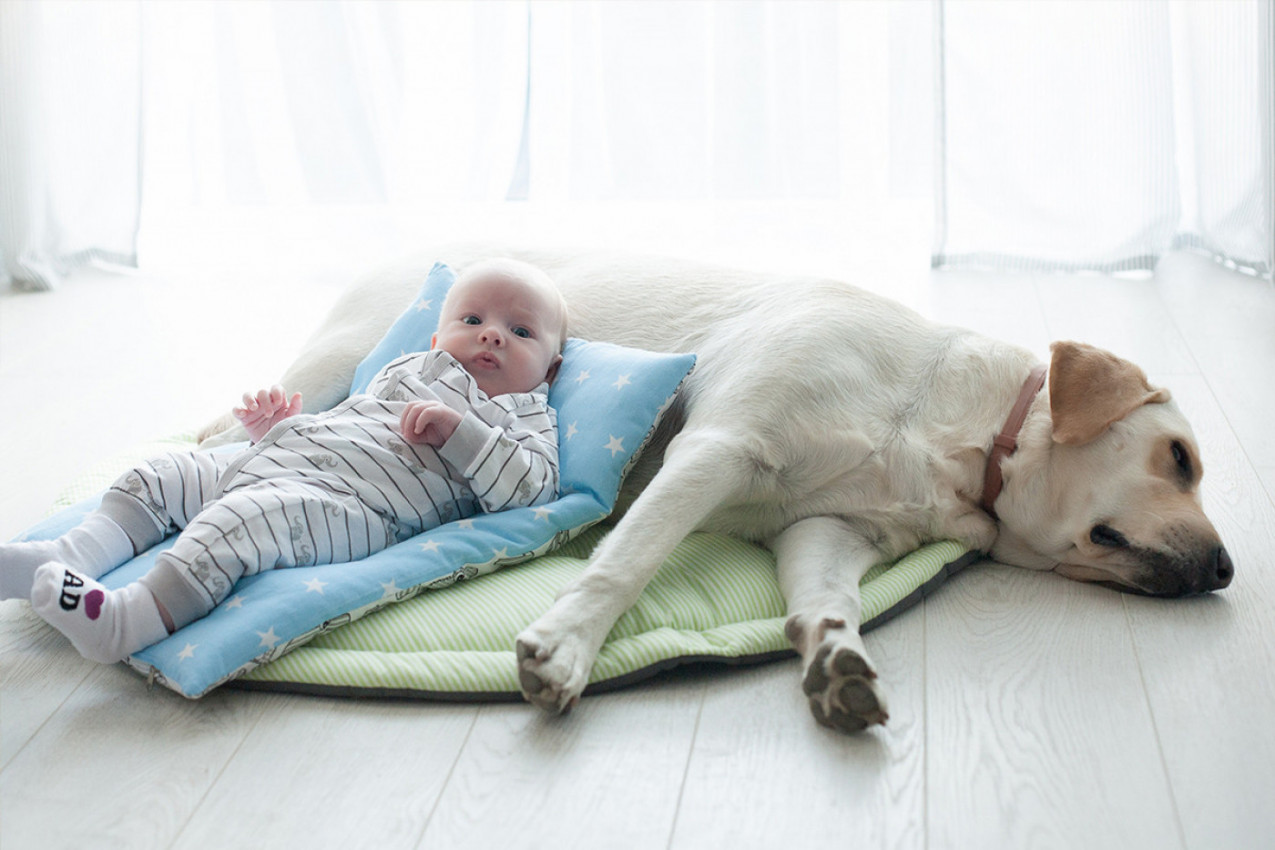 MAJKA JE OSTAVILA BEBE, A ONDA JE U KREVET USKOČIO PAS: Ljudi u neverici, kućna kamera sve zabeležila - snimak koji je videlo 9,5 miliona ljudi! (VIDEO)