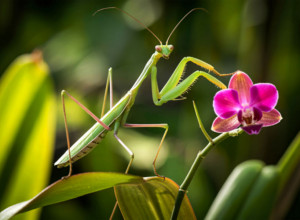 LJUDI U STRAHU ZBOG OVOG INSEKTA KOJI OVIH DANA ULAZI U KUĆU: Nemojte slučajno da ih ubijate - nose važnu poruku!