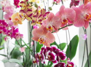 STRUČNJACI BI VAM OVO PAPRENO NAPLATILI: Čak i najiskusniji ne znaju da ovo podstiče cvetanje orhideja!