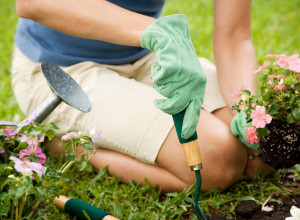 ZBOG OVOGA BILJKE NAJVIŠE VENU: Greške prave skoro svi i to iz najbolje namere!