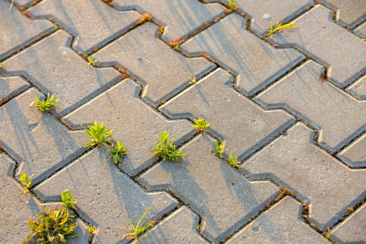 PROFESIONALNI BAŠTOVAN TVRDI, NE BACAJTE PARE, JEDINO OVA BESPLATNA STVAR UNIŠTAVA KOROV 100 ODSTO! Nije sirće, nije ni soda bikarbona  (VIDEO)