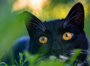 MAČKE BEŽE GLAVOM BEZ OBZIRA: Stavite OVO u baštu i nikada više nećete videti njihov izmet!
