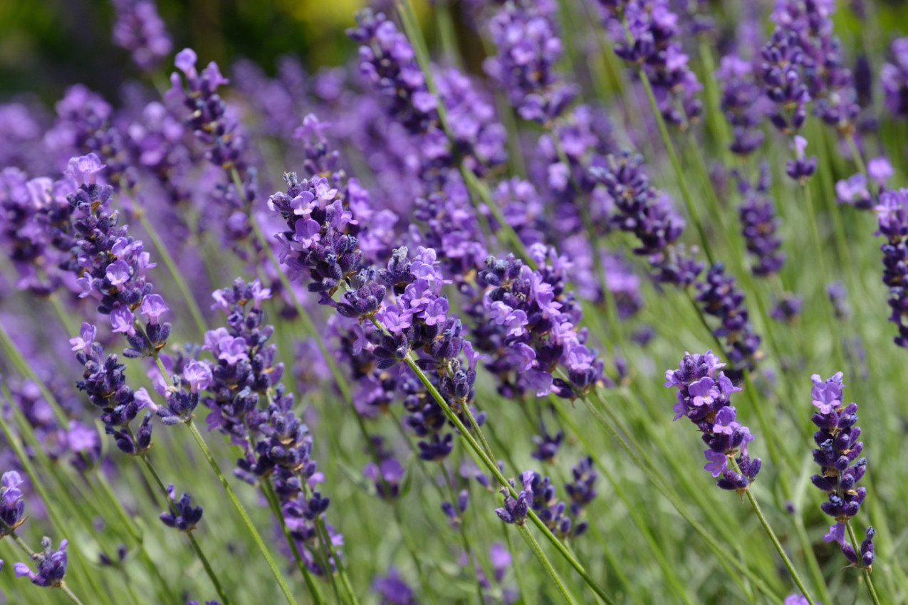 ČAJ OD LAVANDE popravlja RASPOLOŽENJE, smanjuje menstrualne bolove i pomaže kod NESANICE