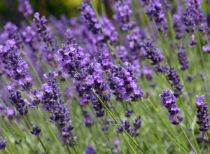 ČAJ OD LAVANDE popravlja RASPOLOŽENJE, smanjuje menstrualne bolove i pomaže kod NESANICE