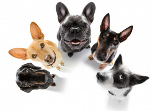 Ovih 5 RASA PASA su najzdravije: Poseta veterinaru vam neće oduzeti mnogo novca! (FOTO)