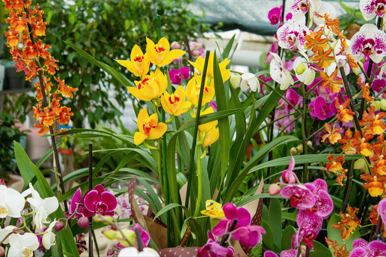 Evo zašto vam se ORHIDEJE SUŠE posle 3 dana, ove GREŠKE pravite svaki dan!