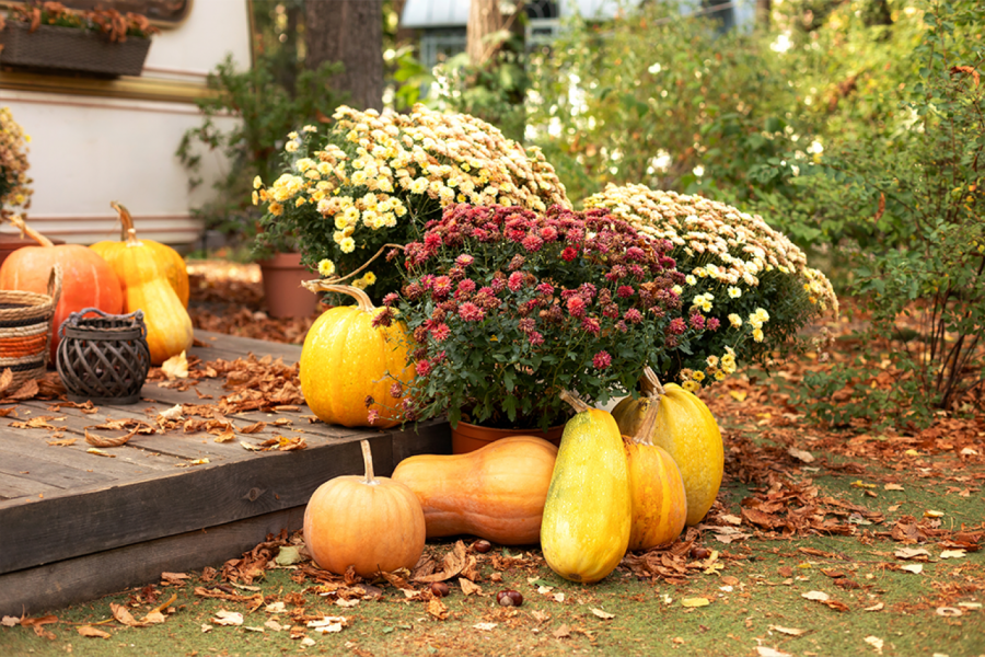 Iskusni baštovani tvrde da je ovo SUVO ZLATO koje nikako ne treba BACATI!