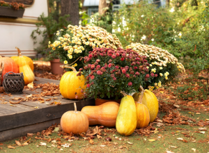 Iskusni baštovani tvrde da je ovo SUVO ZLATO koje nikako ne treba BACATI!