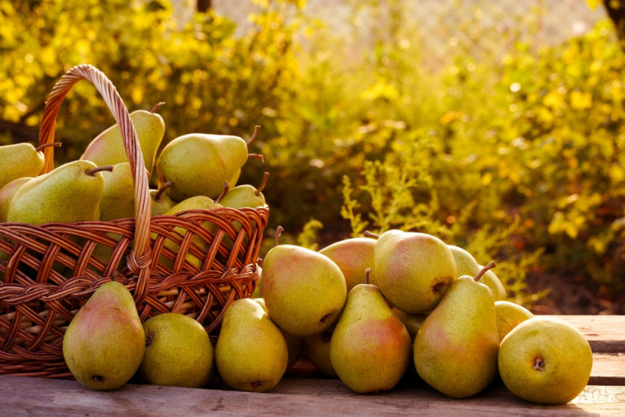 Zašto je dobro da jedete KRUŠKE: Voćka koja čuva SRCE, creva i IMUNITET, a mogu da je jedu i dijabetičari