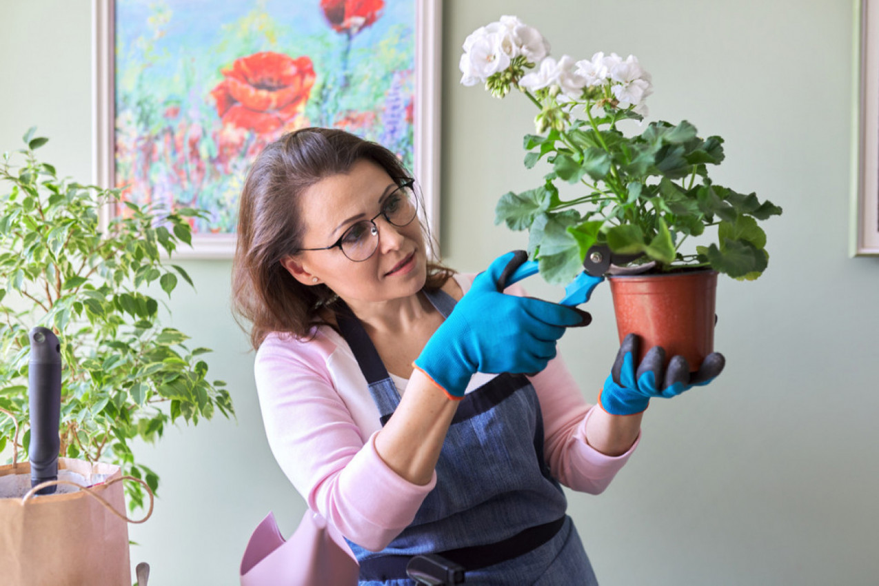 Pripremite ih DA PREZIME: 3 proverena načina da sačuvate MUŠKATLE do proleća