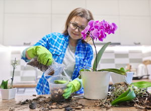 Ovde nikako ne smete da pogrešite: Kako se u šest koraka pravilno presađuju ORHIDEJE?