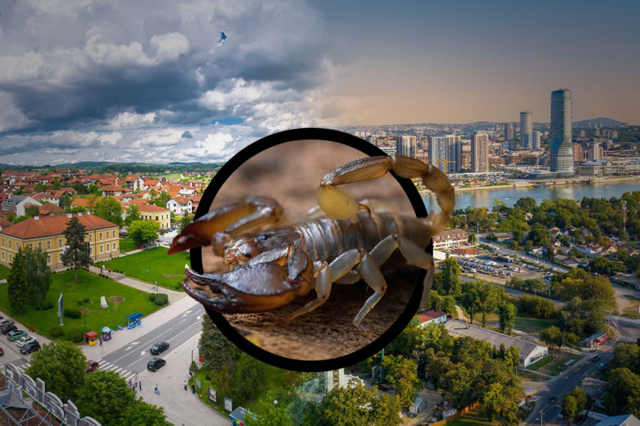 Pojavile se škorpije u Beogradu i Milanovcu: Šta da radite ako ih vidite u stanu?