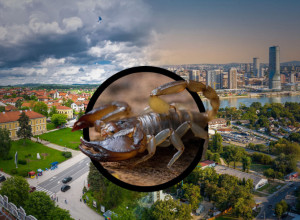 Pojavile se škorpije u Beogradu i Milanovcu: Šta da radite ako ih vidite u stanu?