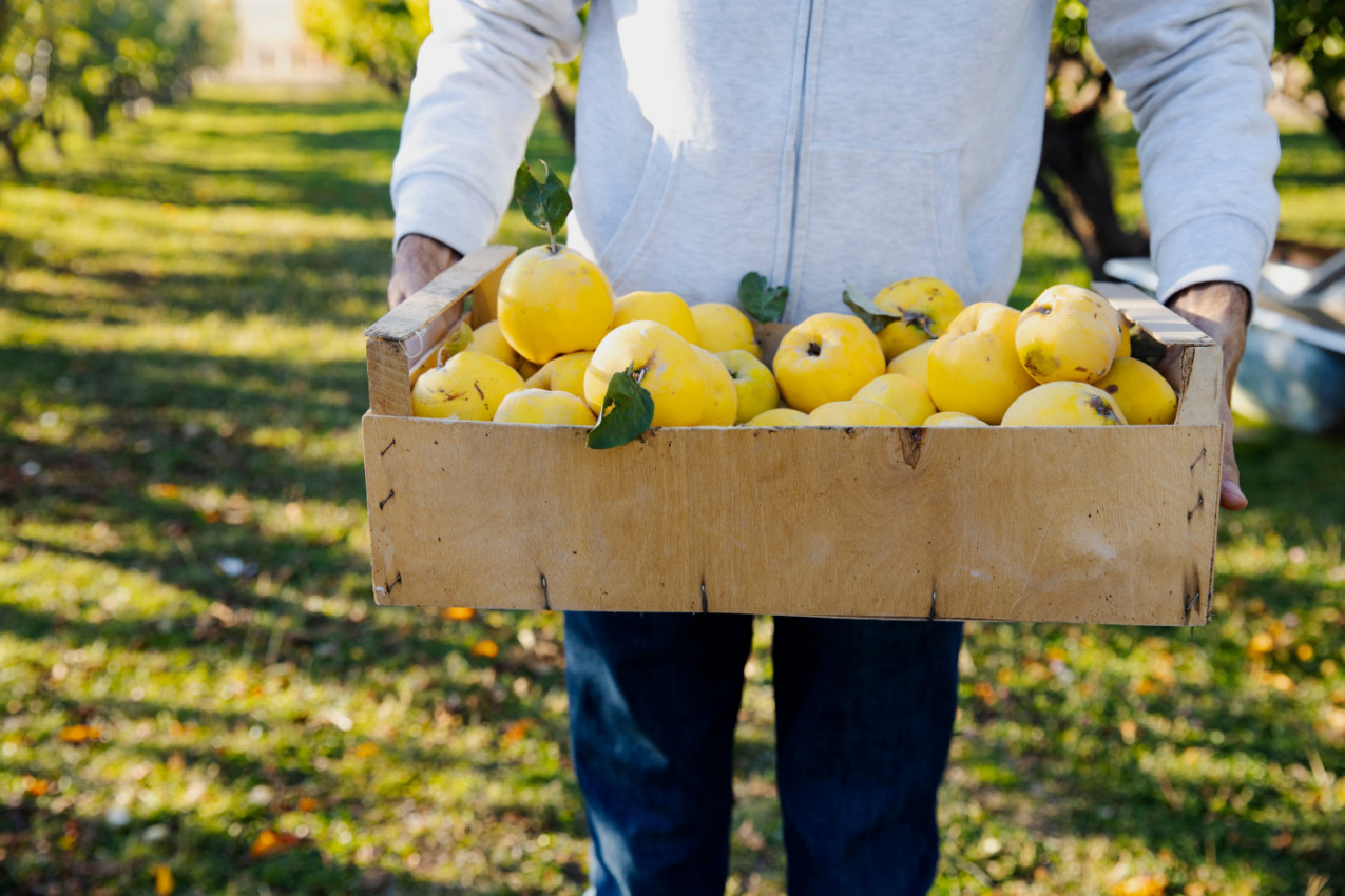 Vreme DUNJA: Zlatno voće za ZDRAV stomak, jak IMUNITET i dugovečnost