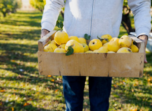 Vreme DUNJA: Zlatno voće za ZDRAV stomak, jak IMUNITET i dugovečnost