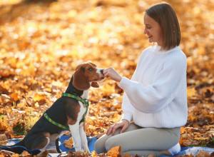 PSI I LJUDI imaju jednu sličnost u koju nikada ne biste poverovali: Evo šta rade kada su anksiozni
