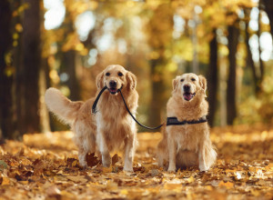 Kako da ojačate imunitet vašeg psa i pripremite ga za hladne dane
