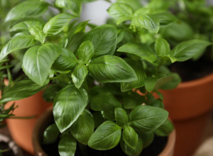 Zašto u kući treba uvek da imate BOSILJAK: Preporučuje se ženama sa ovim tegobama